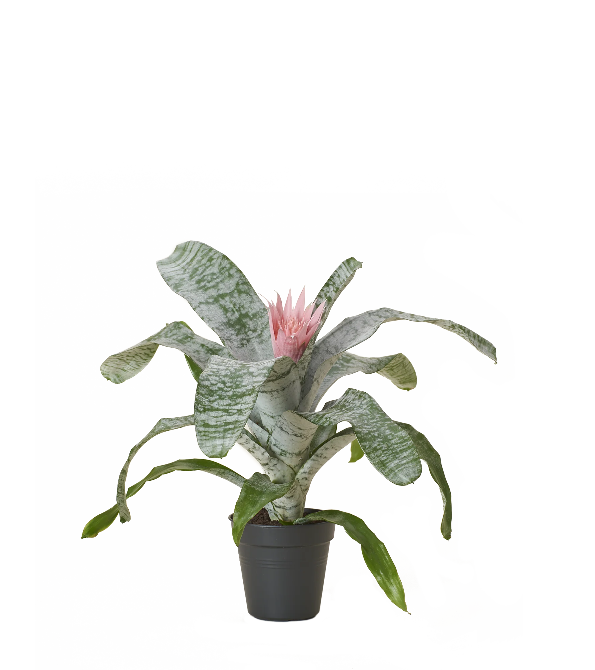 Vorschaubild 4