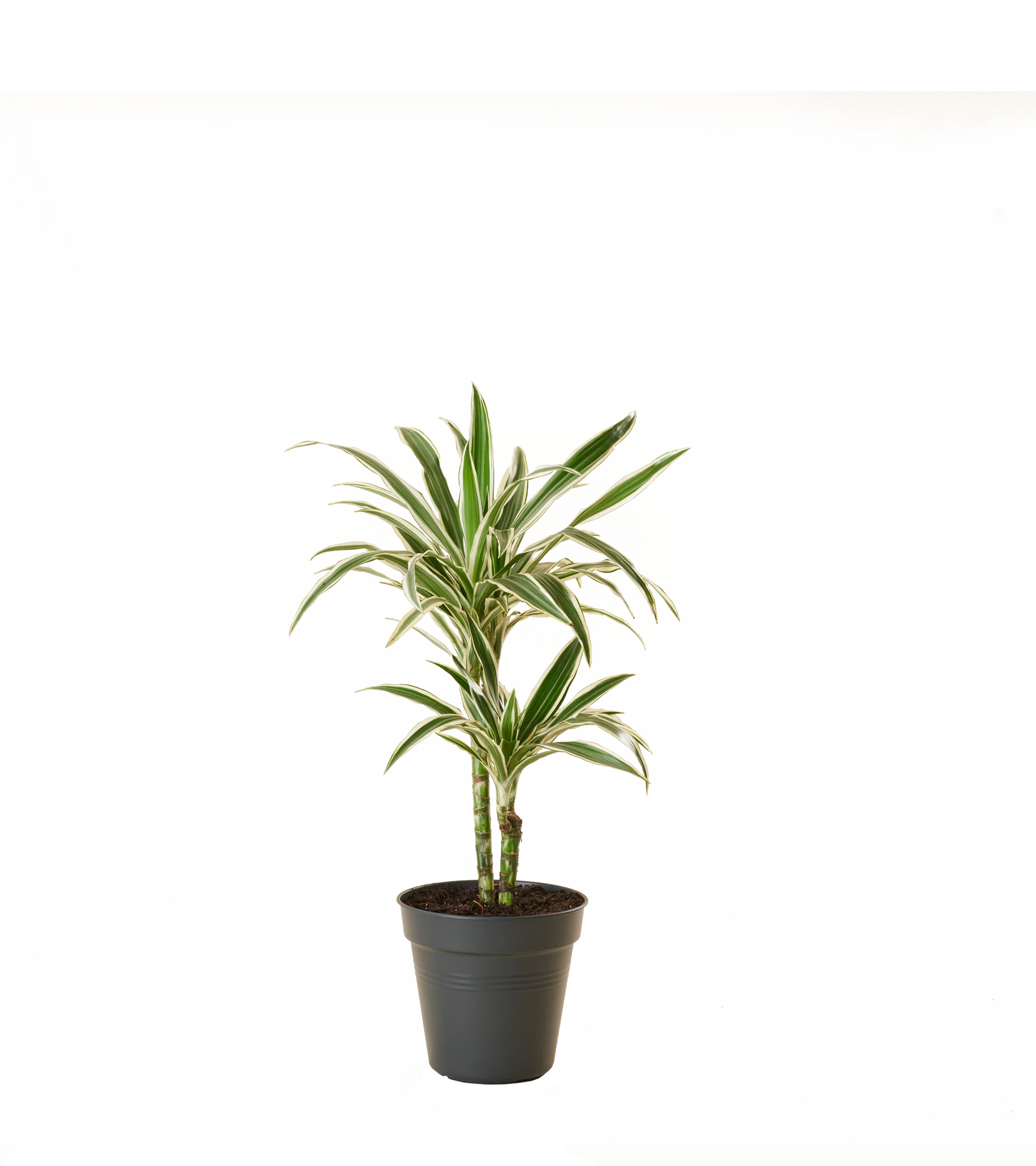 Vorschaubild 2