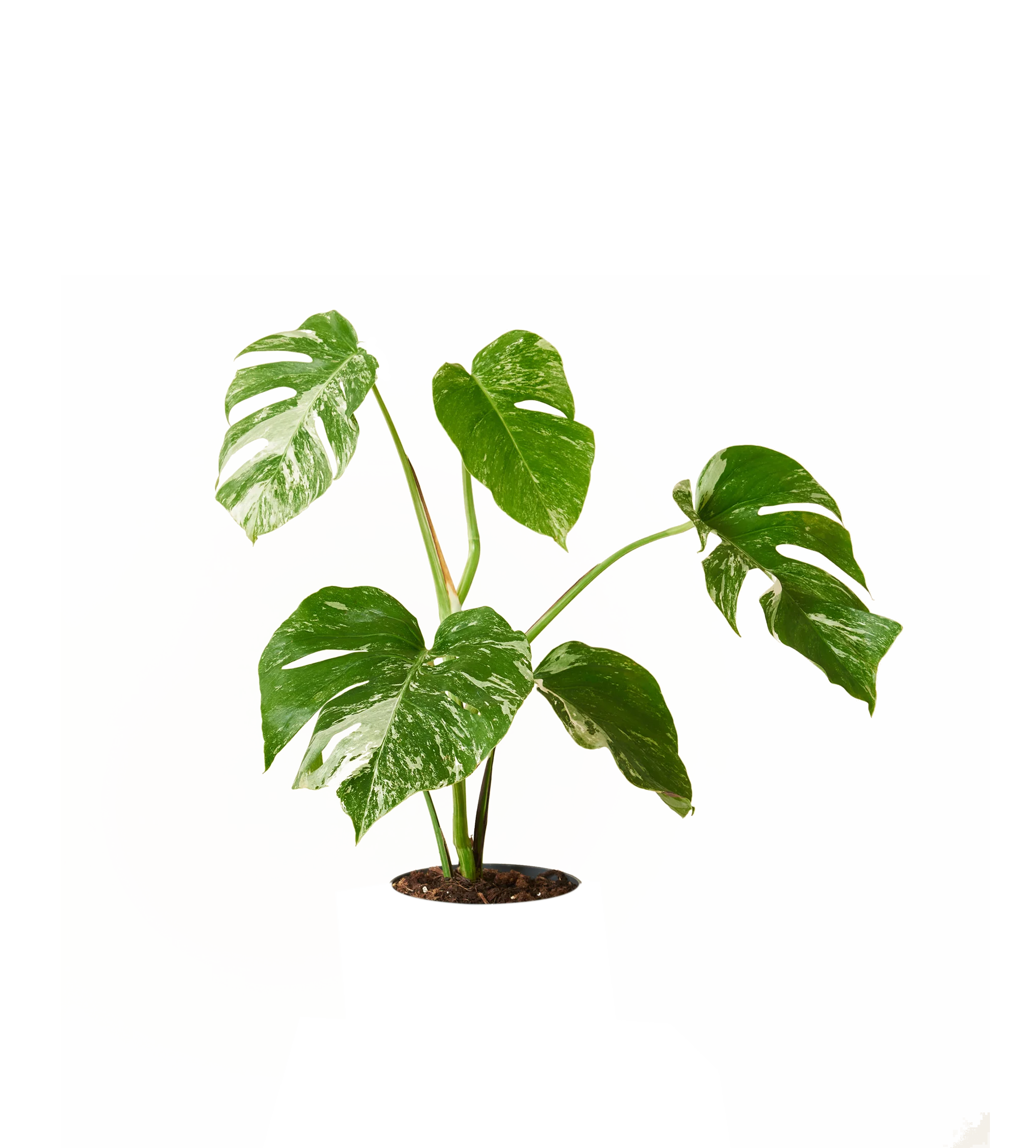Vorschaubild 2